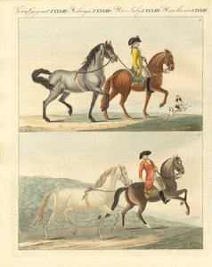 The Horse with its Different Kinds by German School
