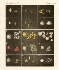 The Pollen of Plants by German School