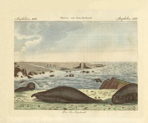 The Proboscis Seal by German School