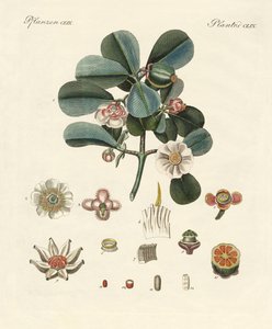 The rose-colored clusia