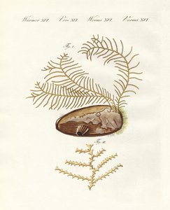 The sertularian hydroid