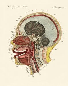 The smell organ or the human nose