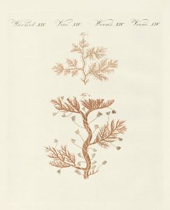 The Winding Sertularia or Base Coralline by German School