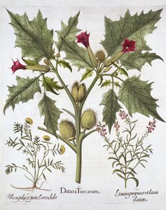 Thorn Apple, Germander and Purple Toadflax, from Hortus Eystettensis