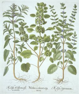 Three Types of Balm, from Hortus Eystettensis by German School