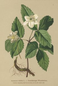 Three-leaved Anemone (Anemone trifolia)