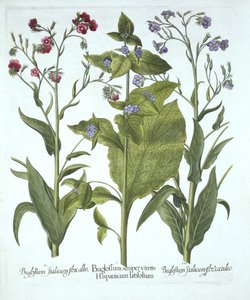 Three Varieties of Bugloss, from Hortus Eystettensis
