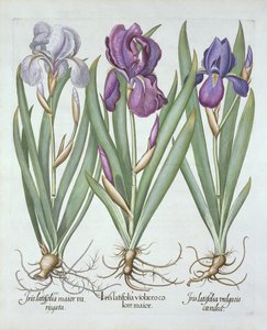 Three Varieties of Rhizomatous Bearded Irises, from Hortus Eystettensis by German School
