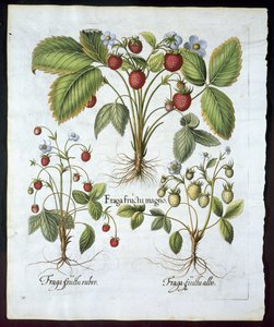 Three varieties of strawberry, plate 116, from Hortus Eystettensis by Basil Besler, pub. 1613 by German School