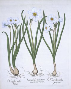 Three white Narcissi, from Hortus Eystettensis by Basil Besler, pub. 1613 by German School