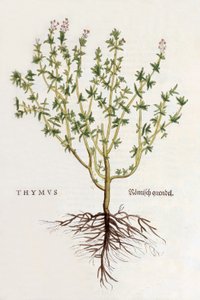 Thyme, illustration from De historia stirpium commentarii insignes by Leonhard Fuchs, published 1542 by German School