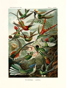Trochilidae