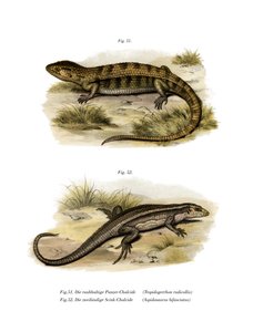Tropidogerrhon Rudicollis by German School