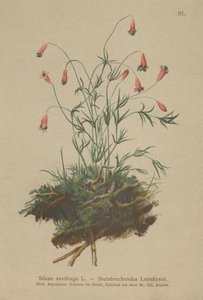Tufted Catchfly