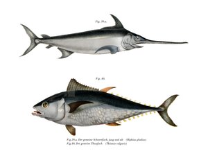 Tuna