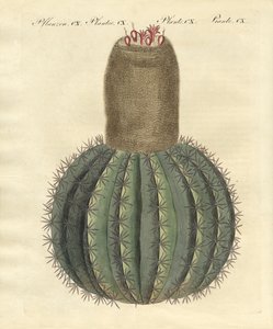 Turks-Cap Cactus
