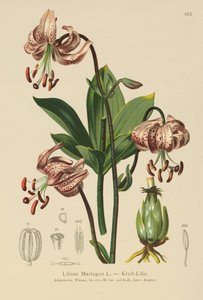 Turks Cap Lily