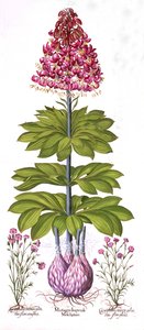 Turks Cap Lily and Dianthus, from Hortus Eystettensis by German School
