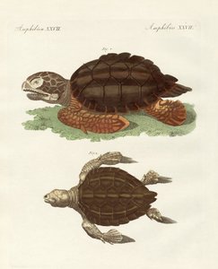 Turtles of Phenomenal Size by German School