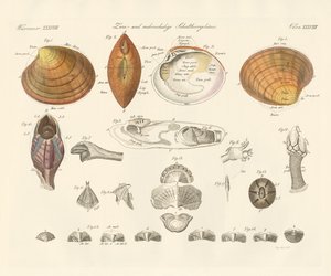 Two- and Morevalve Conch Cases or Mussels