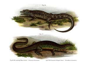Two-faced Neusticurus