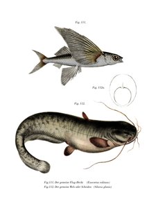 Two-winged Flyingfish by German School