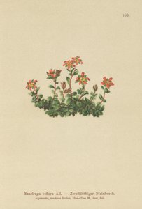 Two Flowered Saxifrage