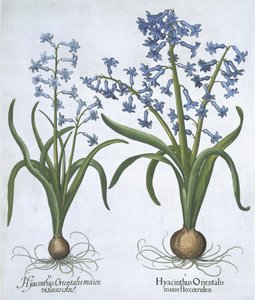 Two blue Hyacinths, from Hortus Eystettensis by Basil Besler, pub. 1613