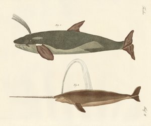 Two Kinds of Whales