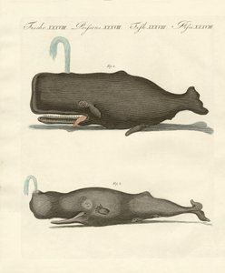 Two Strange Kinds of Whales