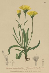 Umbrella Milkwort