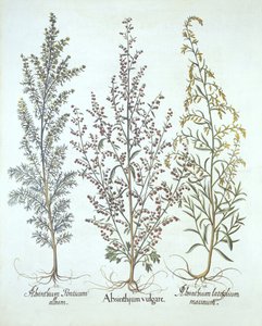 Variations of Wormwood, from Hortus Eystettensis