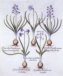 Varieties of Hyacinth with Bulb, from Hortus Eystettensis by German School
