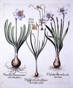 Various Narcissi, from Hortus Eystettensis by German School