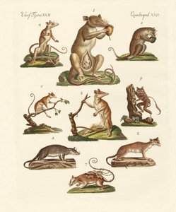 Various Kinds of Marsupials by German School
