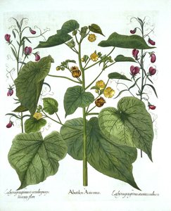 Velvetleaf and Sweet Peas, from Hortus Eystettensis