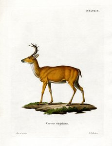 Virginian Deer