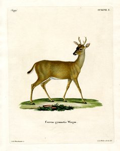Virginian Deer