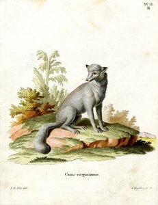 Virginian Fox