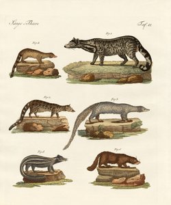 Viverras, zibets, skunks