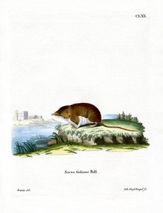 Water Shrew by German School
