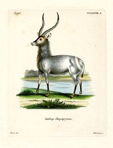 Waterbuck