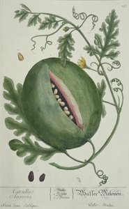 Watermelon, from A Curious Herbal, German edition, published 1757 by German School
