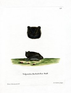Western Barbastelle by German School