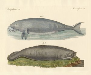 Whale-like animals