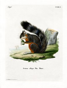 White-legged Squirrel by German School