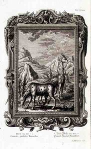 Wild Animals, from 