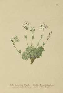 Woolly Whitlow-grass