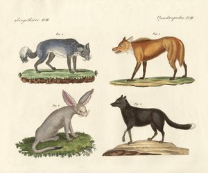 Wolves and Foxes