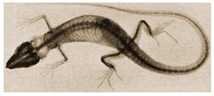 X Ray of a Lizard by German School